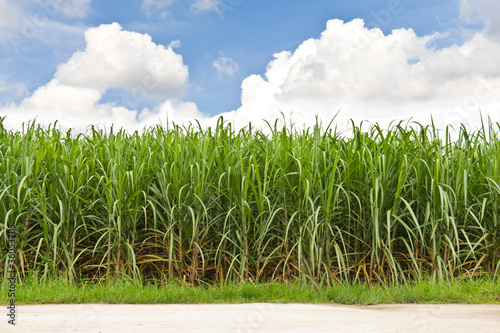 Sugarcane field and cloudy sky photo