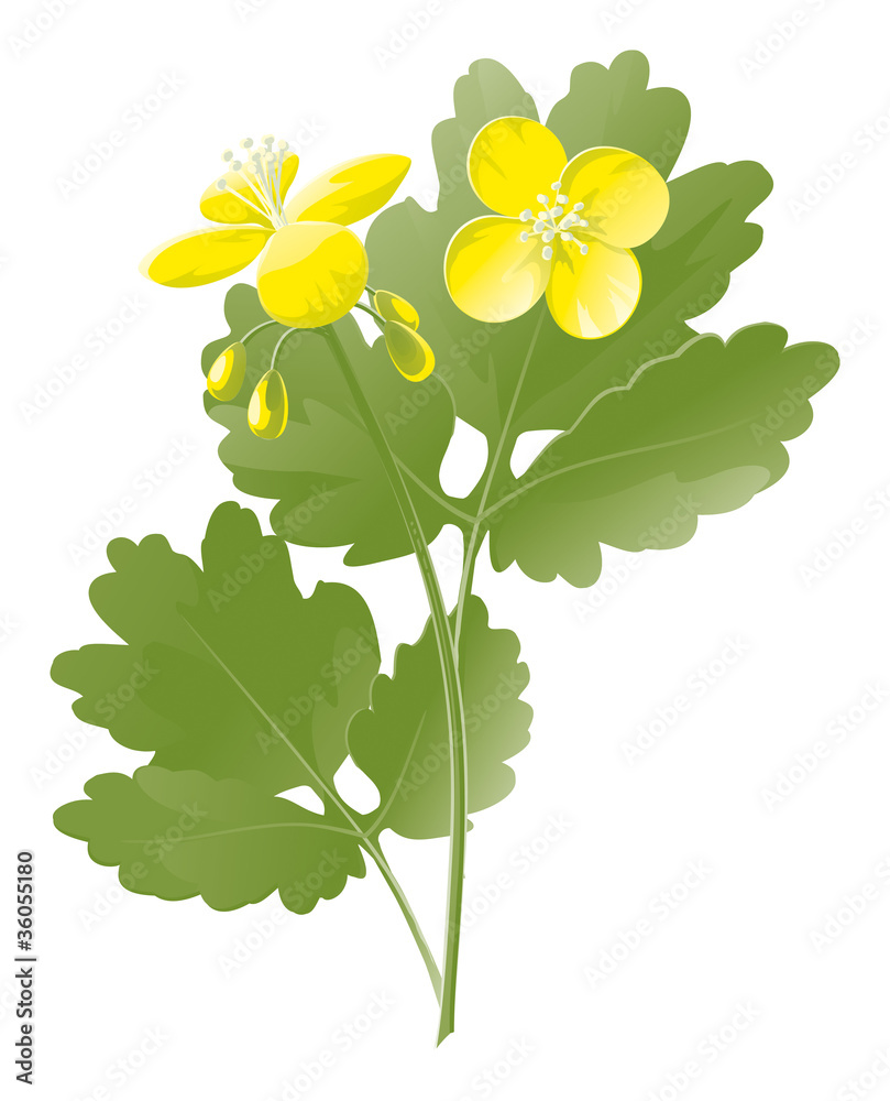 Fototapeta premium celandine