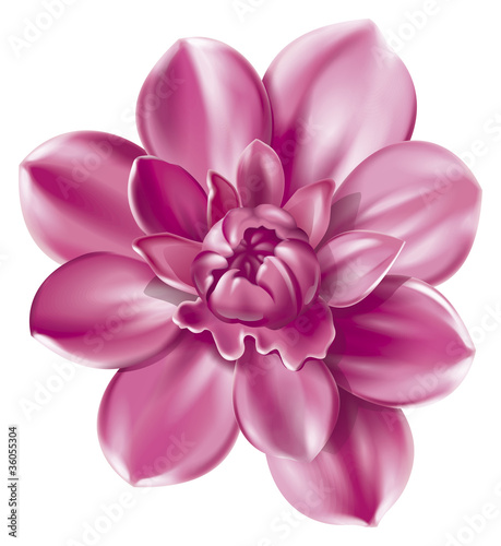 illustration of piony flower
