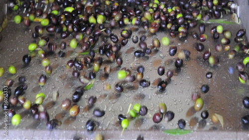 olive al frantoio - olio in Toscana photo