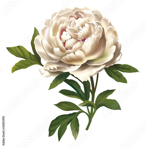 Fototapeta Naklejka Na Ścianę i Meble -  peony illustration