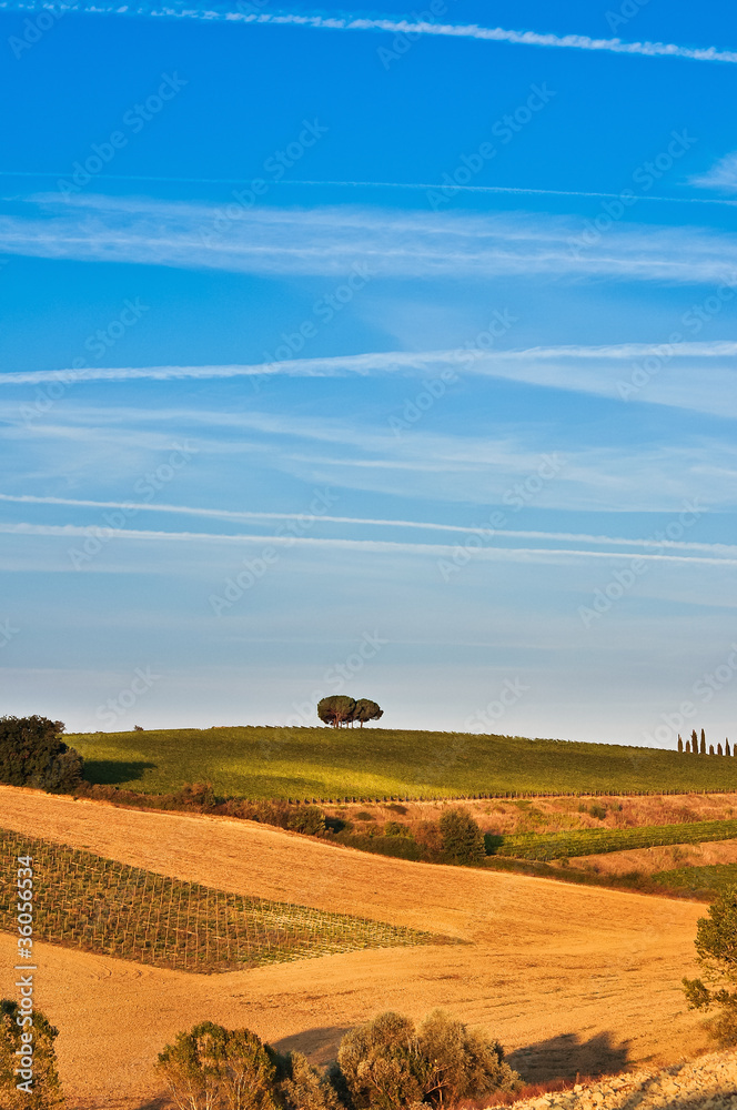 Fototapeta premium Lonely trees in a tuscan fields and meadows