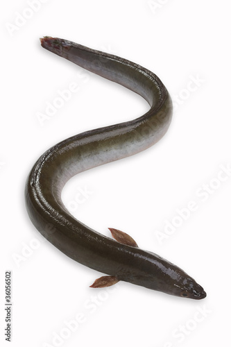 eel