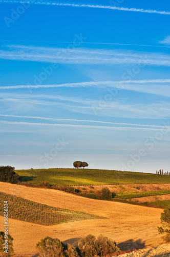 Lonely trees in a tuscan fields and meadows
