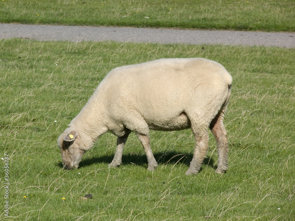 Schaf Schaf