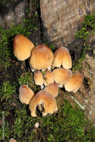 mushrooms in fall