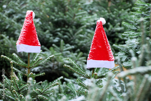 Weihnachtsmützen im Wald