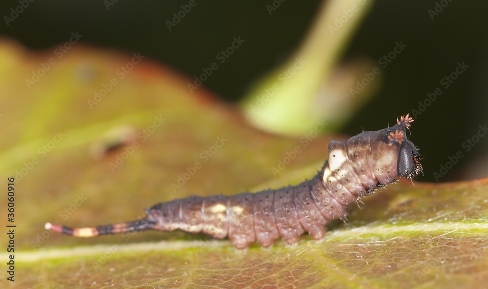 Obraz premium Young puss moth larva sitting on leaf (Cerula vinula)