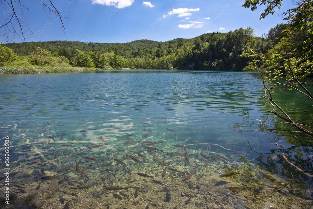 Lake full of fishes in Plitvice Lakes National Park