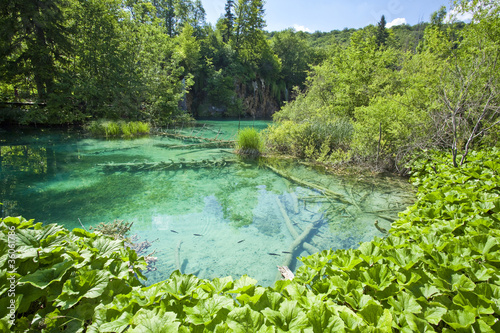 Plitvice lakes national park in Croatia  nature travel backgroun