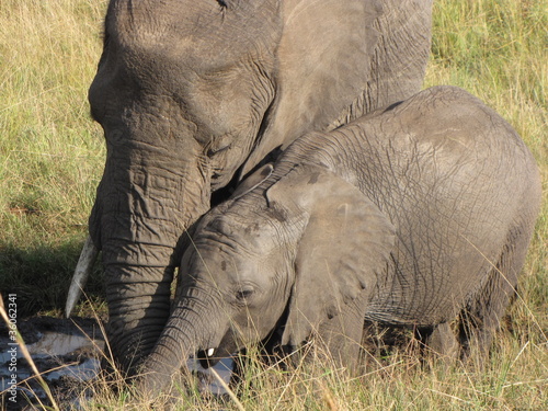 Photography elephants