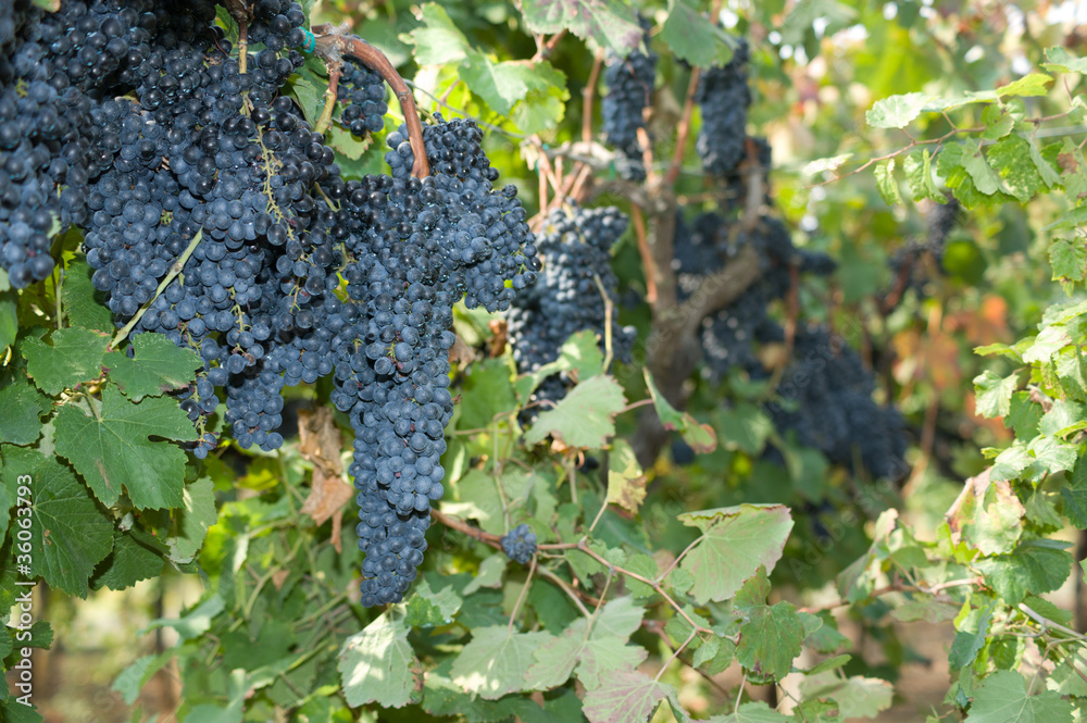 grapes hanging in the vineyard