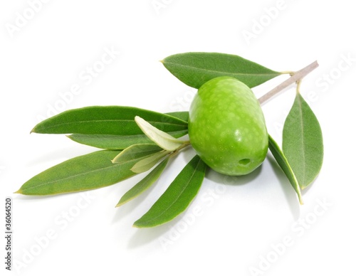 Olivenbaum  Symbol