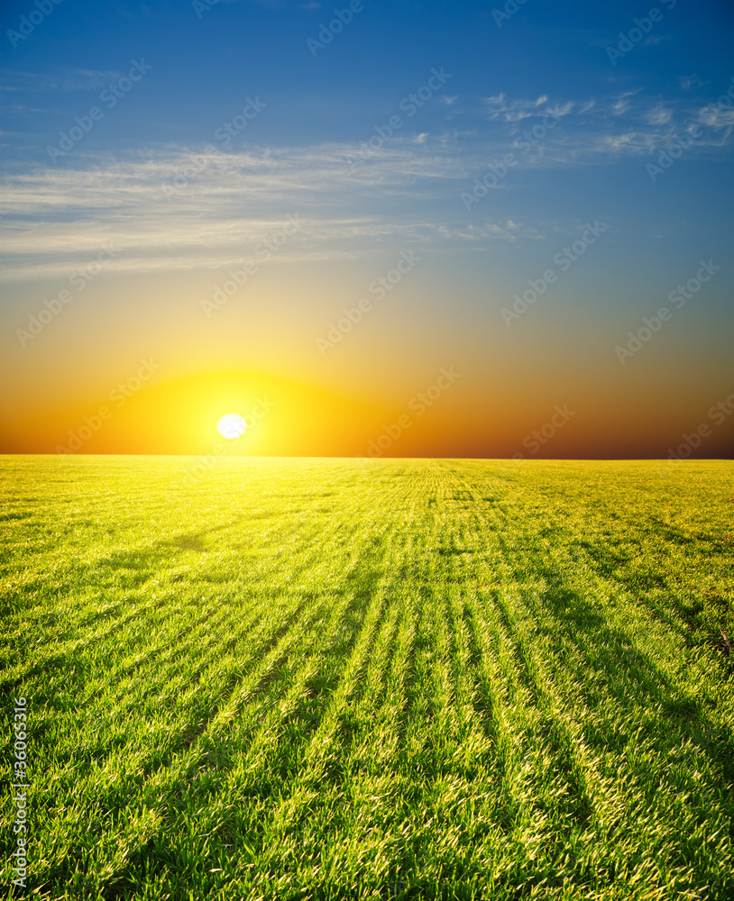 sunset over field with green grass sunset over field with green grass