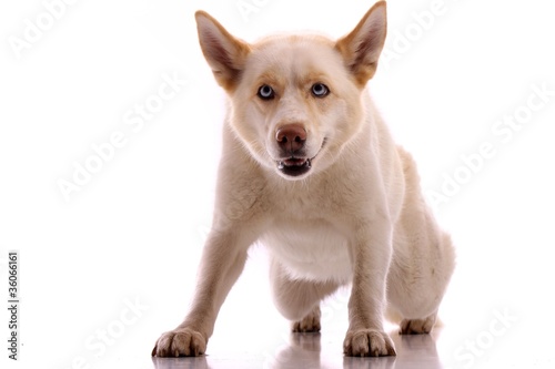 Wallpaper Mural Hund Siberian Husky schleichend Torontodigital.ca