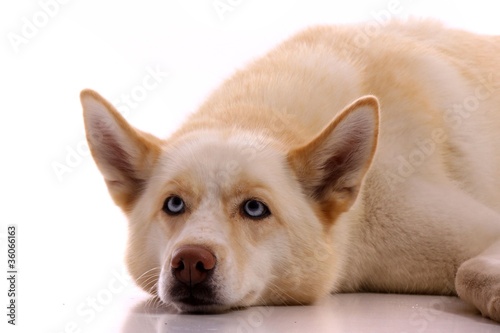 Hund Siberian Husky liegend Portrait © fotowebbox