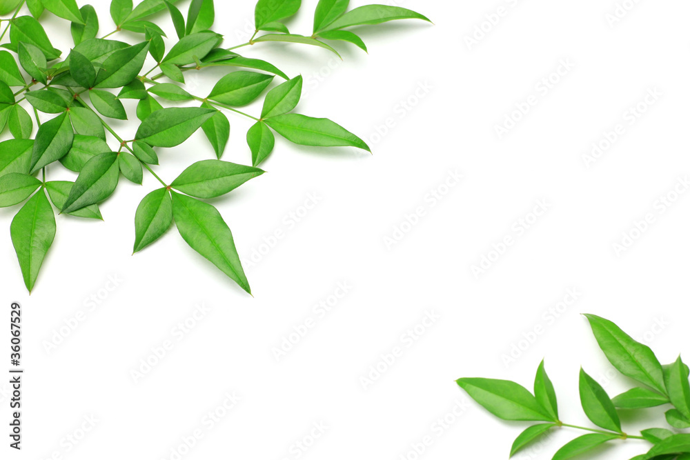 Fototapeta premium leaf of the nandin