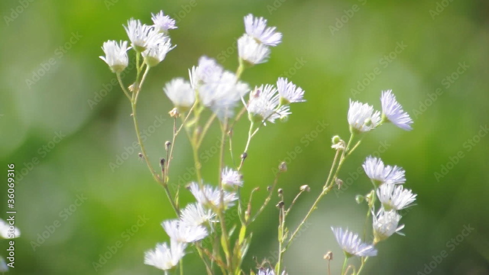 Blumen auf der Wiese