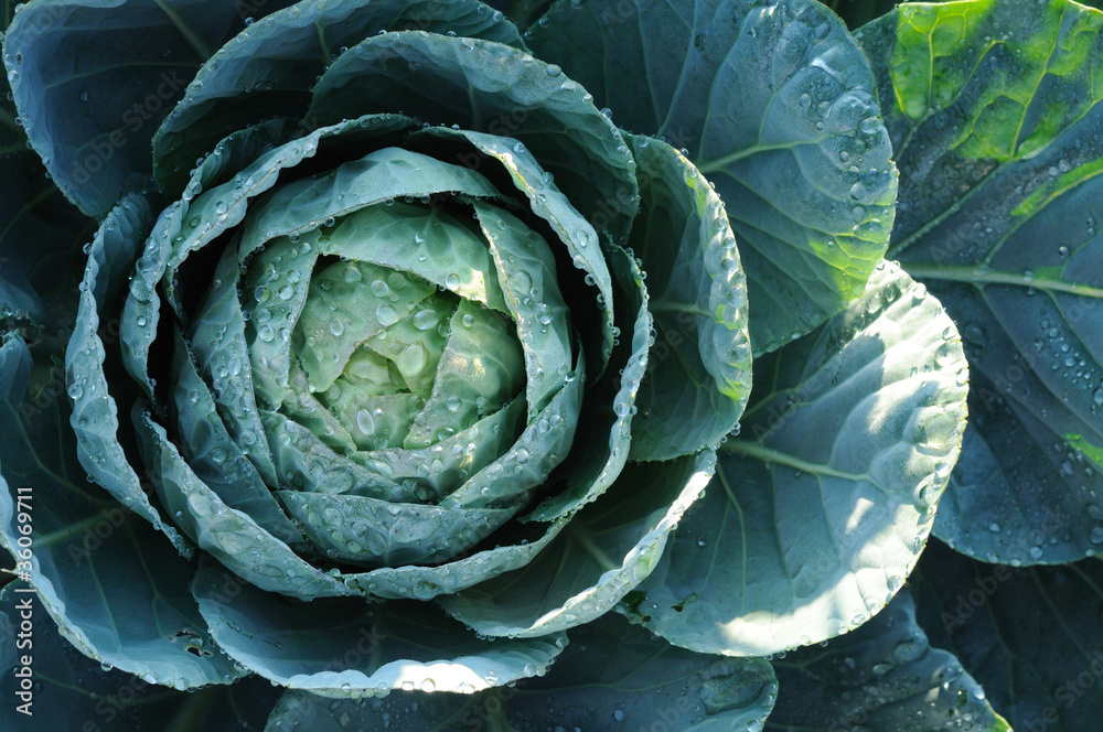 Fototapeta premium Cabbage