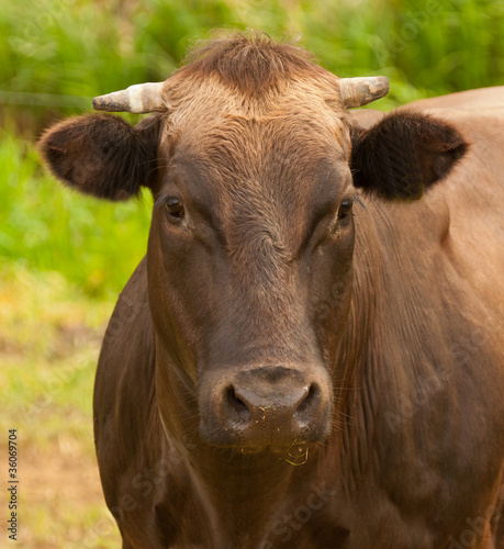 Portrait of a brown Dutch cow with horns