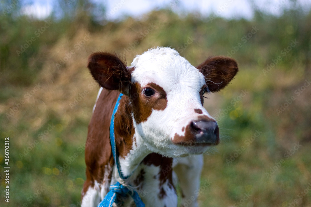 Obraz premium Little calf on the meadow