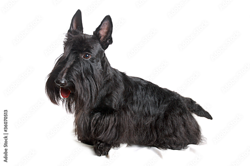 Scottish terrier