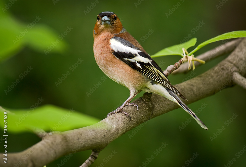 Chaffinch Chaffinch