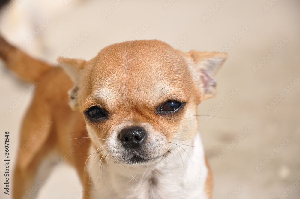 chihuahua 1 chihuahua 1