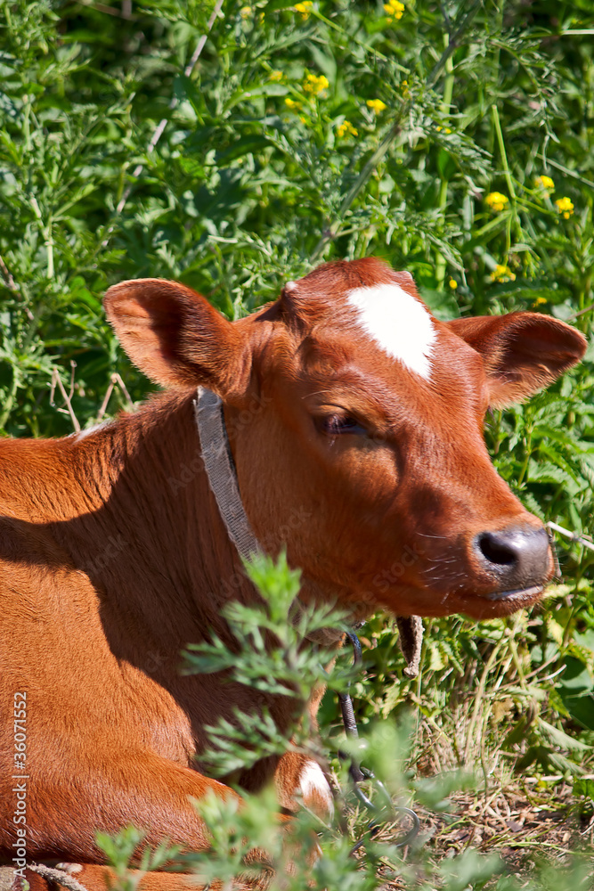 calf