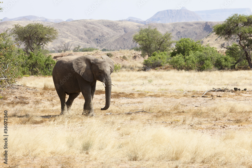 Wüstenelefant im Damaraland Wüstenelefant im Damaraland