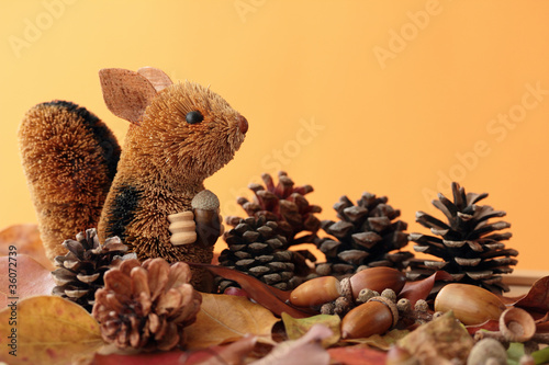 Squirrel in Autumn