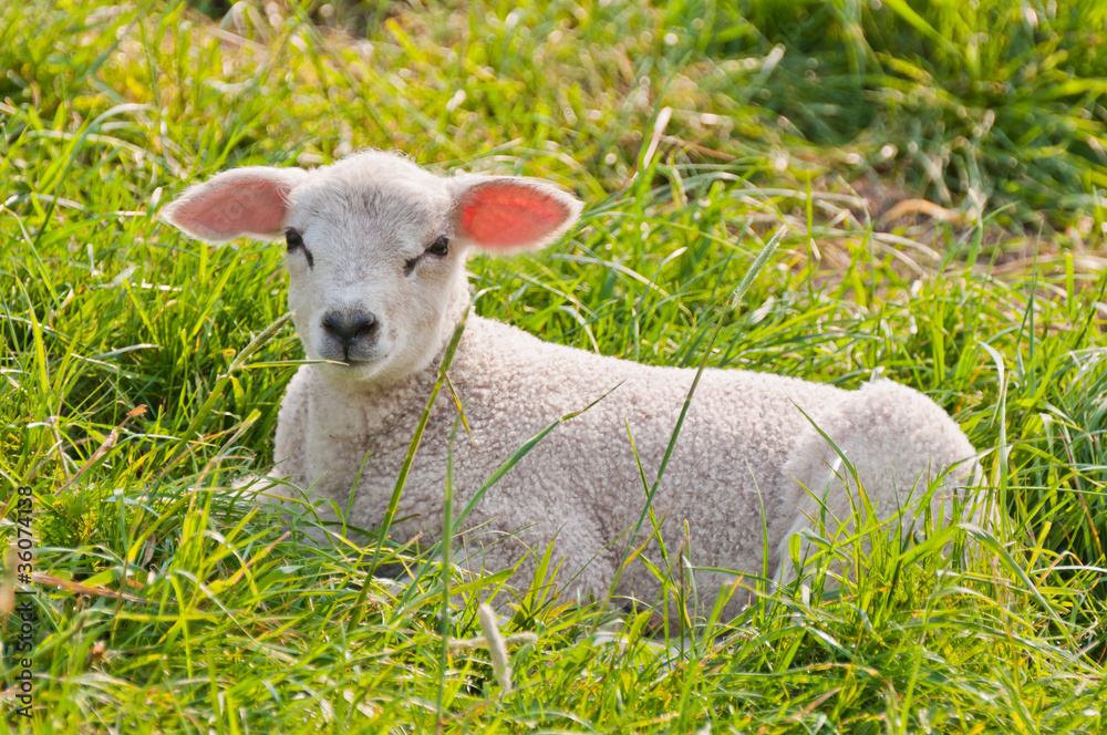Portrait of a Dutch lamb lying in grass Portrait of a Dutch lamb lying in grass