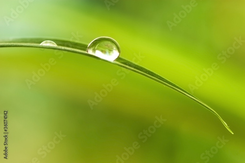 water drops in plant