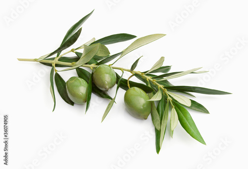 Olive photo