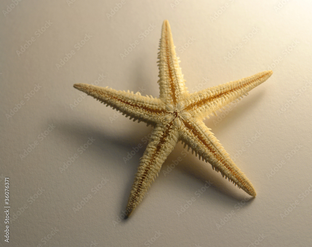 starfish