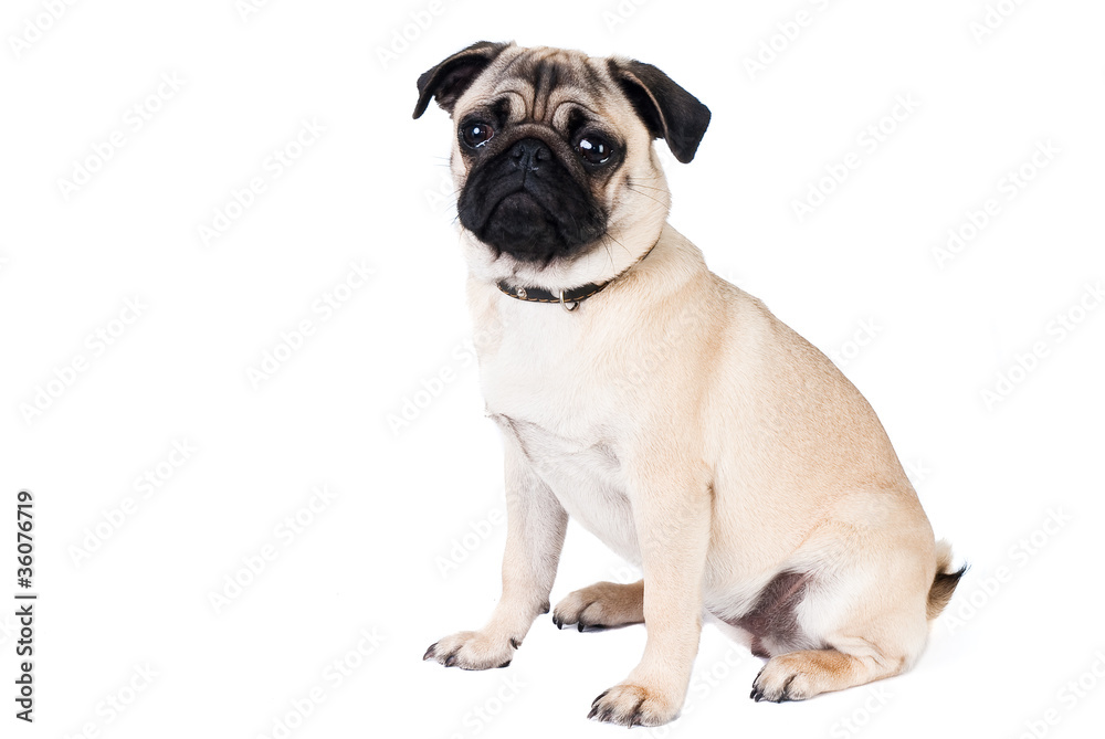 Pug dog isolated on white background