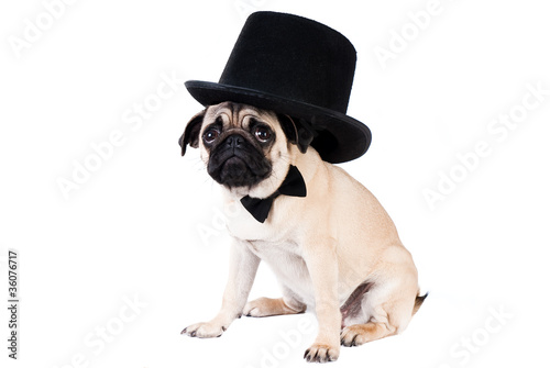 gentlemen pug dog wearing hat isolated on white background © iryf