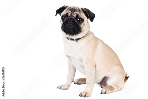 Pug dog isolated on white background © iryf