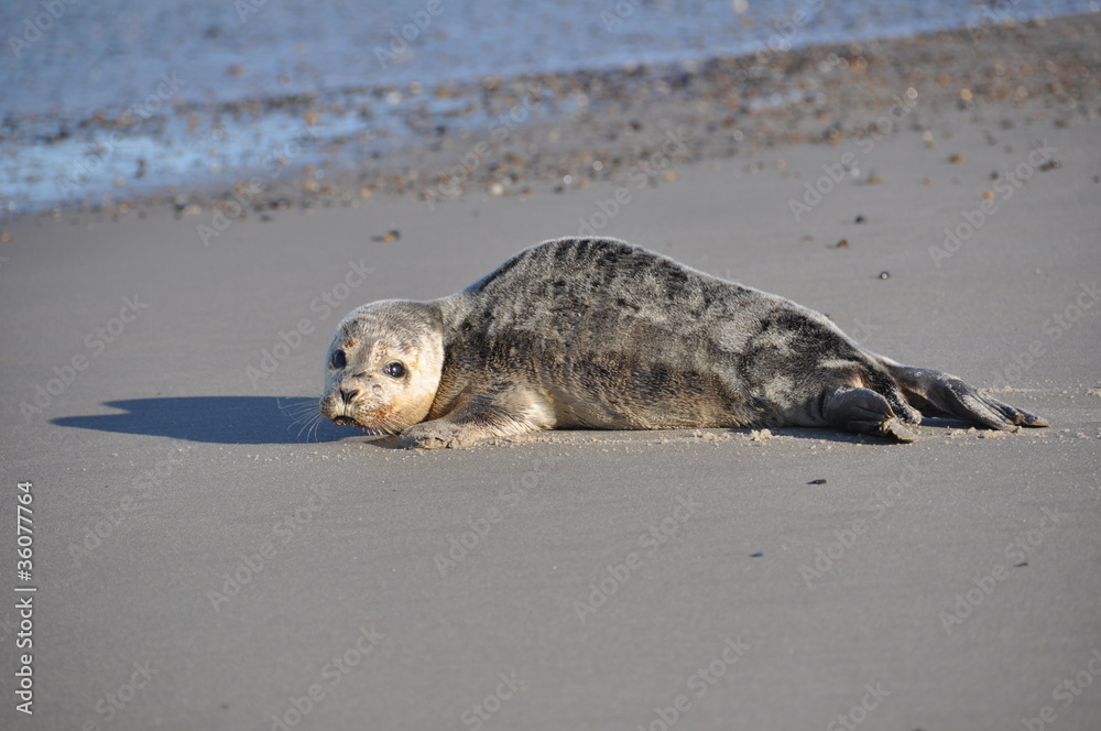 Obraz premium Seehund am Strand von Hvide Sande