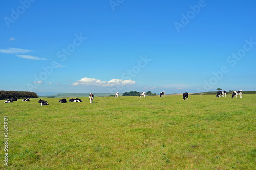 Cows Grazing in a Field