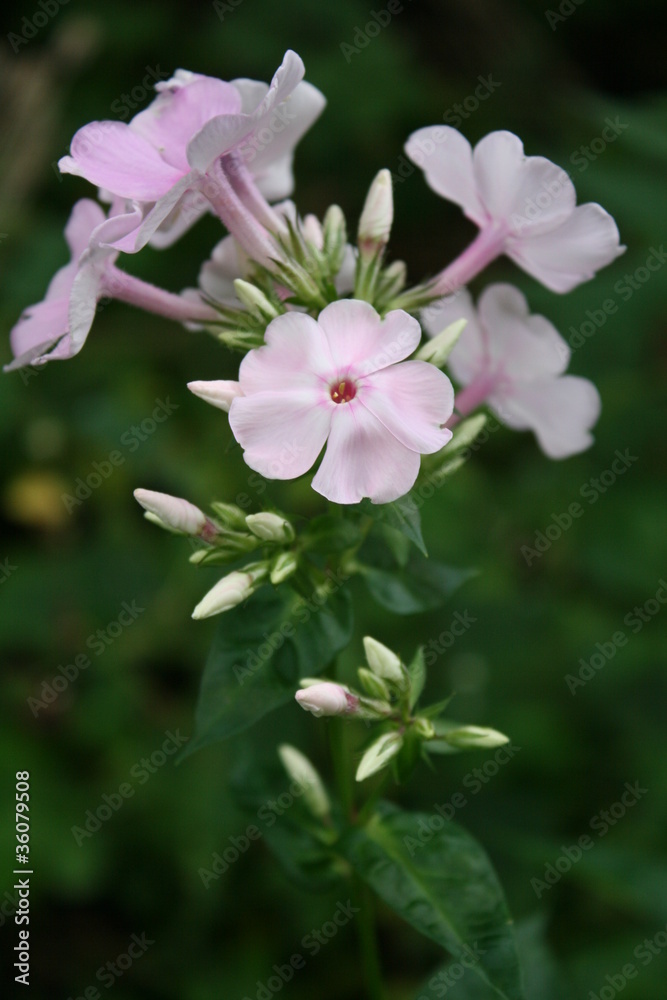 Obraz premium El´s Blumengarten 20