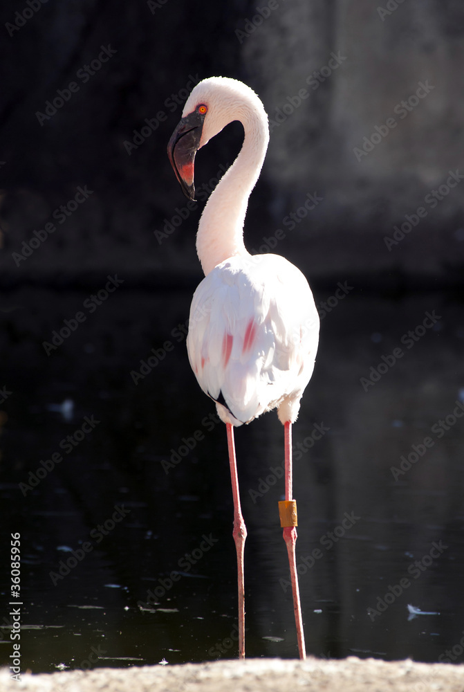 Fototapeta premium Close up of a Lesser Falmingo