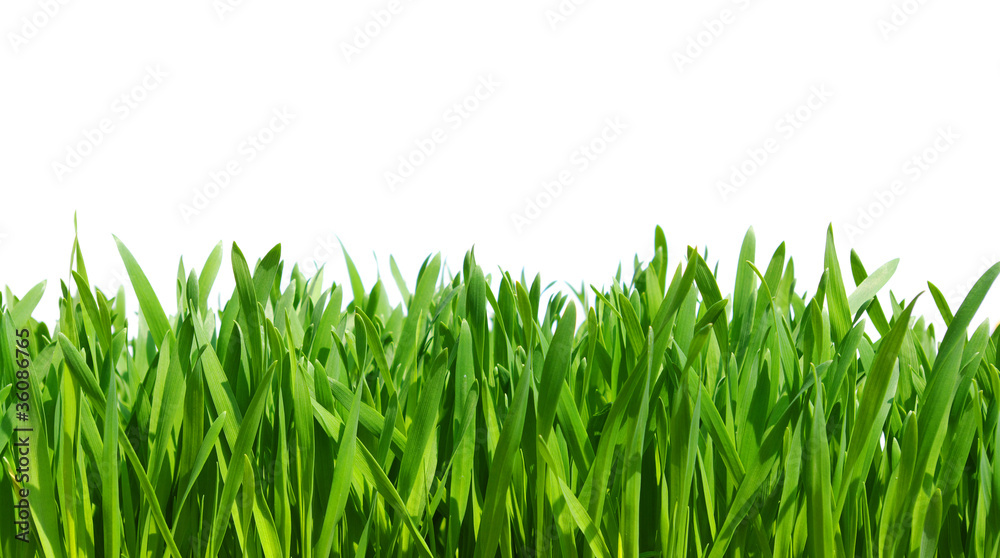 Fototapeta premium green grass