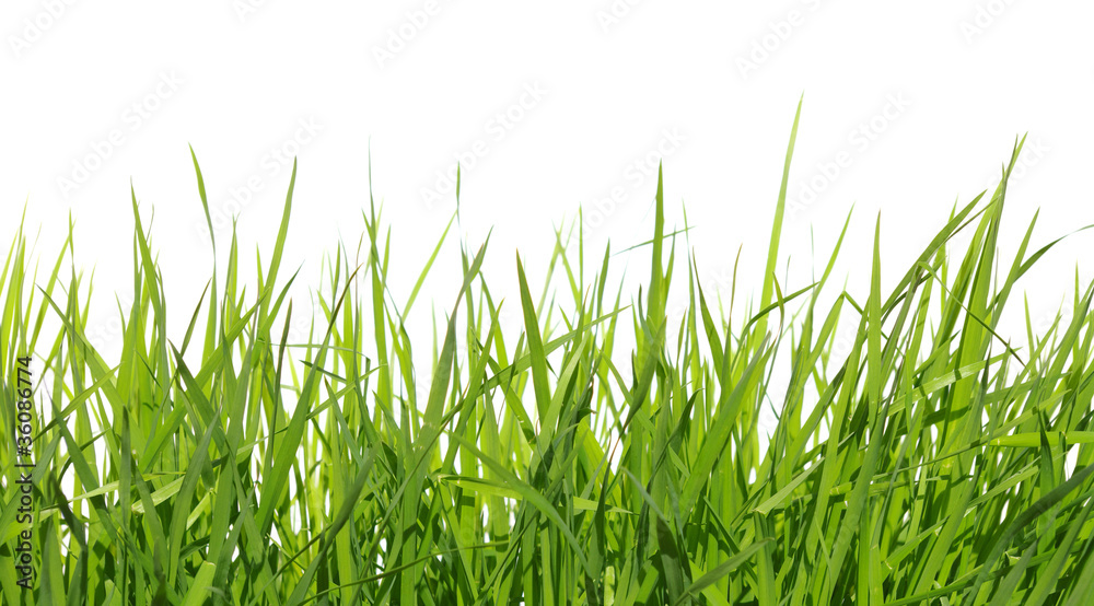 Obraz premium green grass