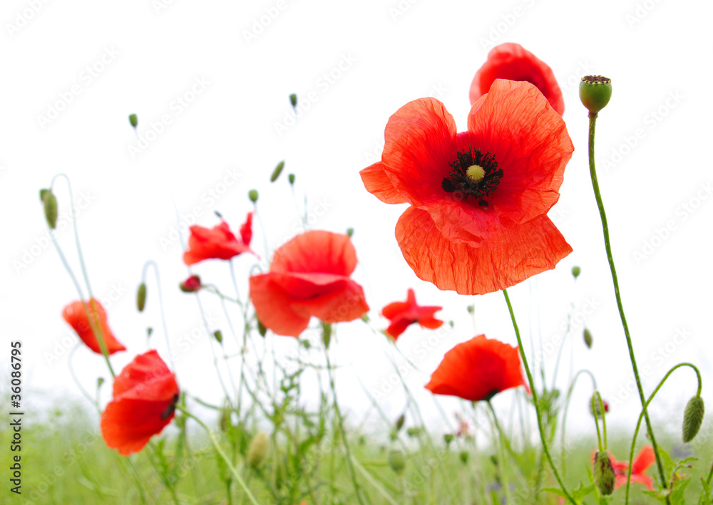 Fototapeta premium red poppies