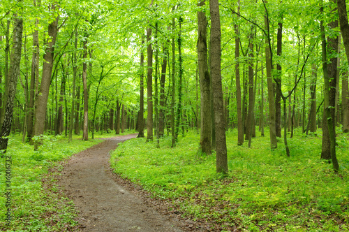 green forest