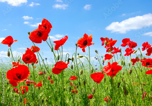 red poppies © Alekss