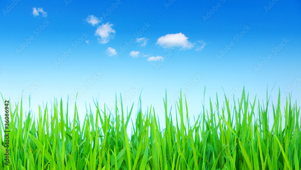 field
