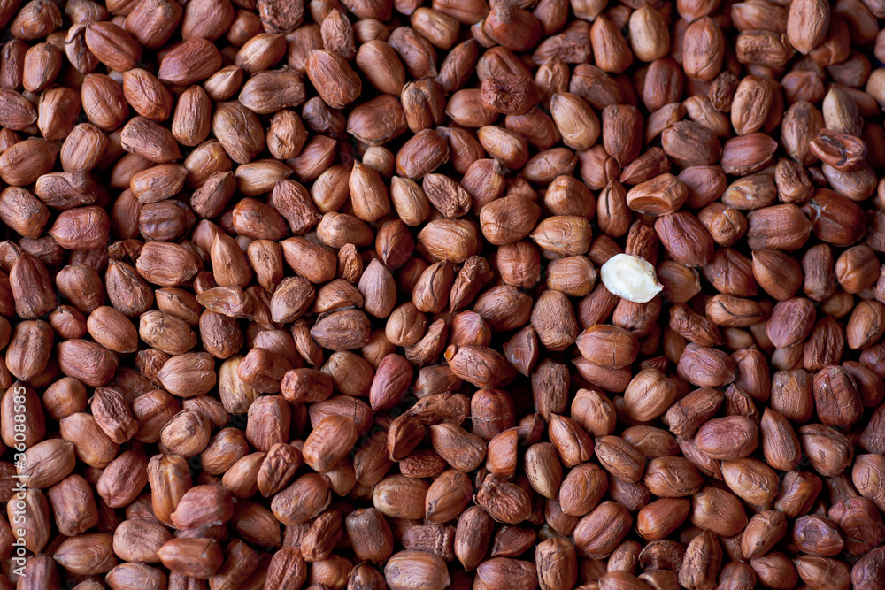 nocciole nocciole