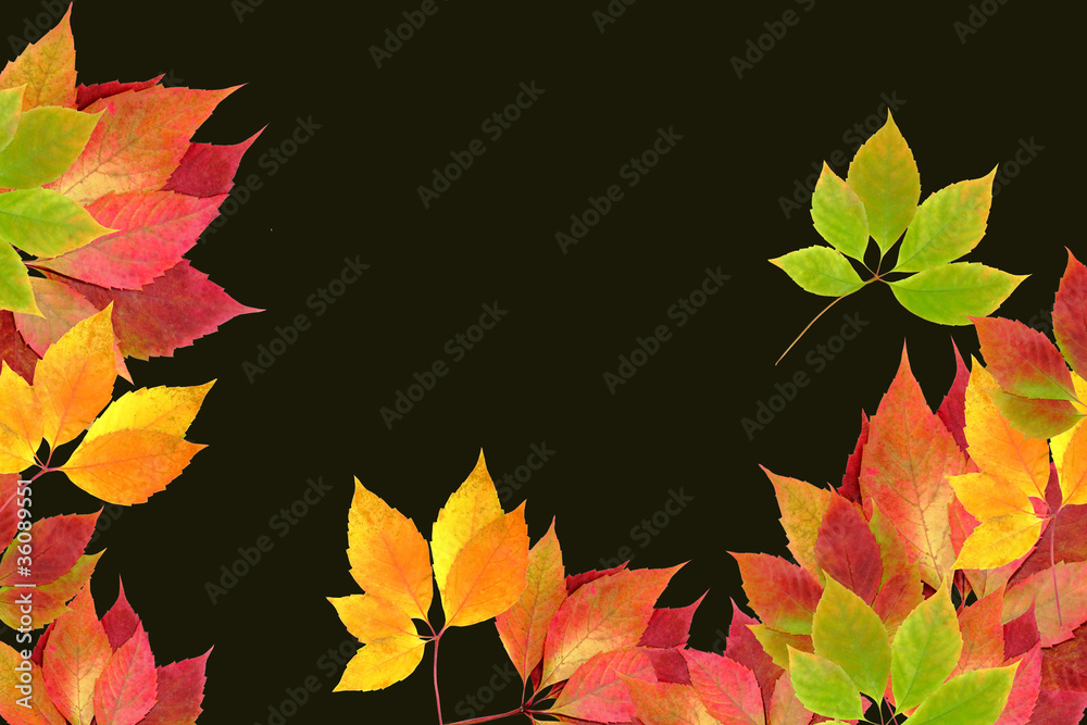 autumn leaves autumn leaves